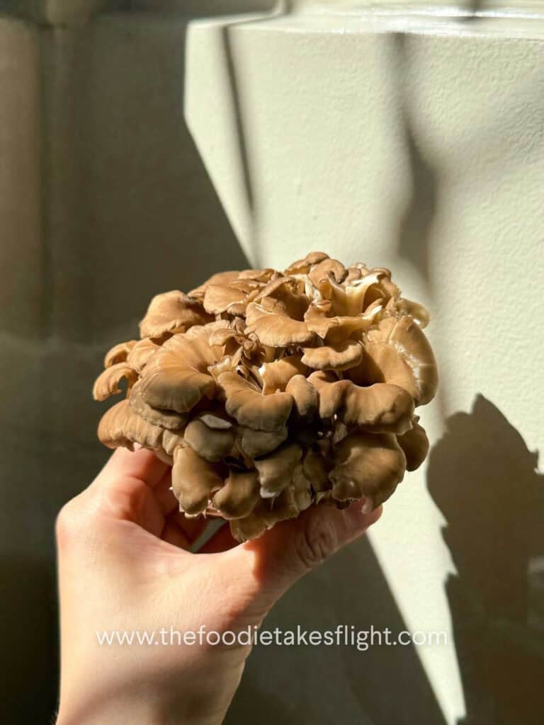 A cluster of fresh hen of the wood or maitake mushrooms 