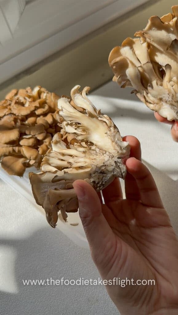 fresh maitake or hen of the wood mushrooms